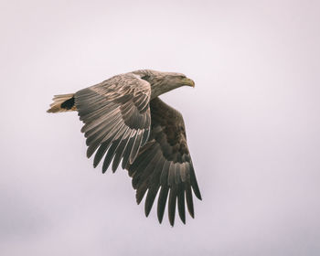 Low angle view of eagle flying against clear sky