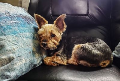 Portrait of dog sitting on sofa at home