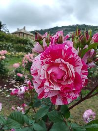 Close-up of pink rose