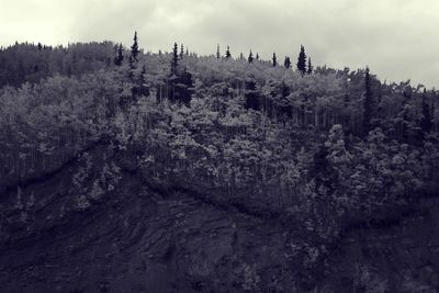 Trees in forest against sky
