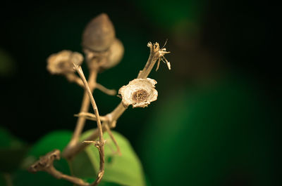 Close-up of white flowers