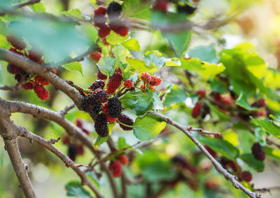 Close-up of berries on tree