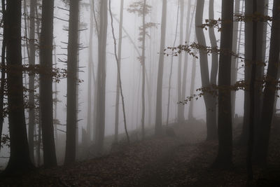 Trees in forest during foggy weather