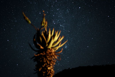 Low angle view of flowering plant against star field at night