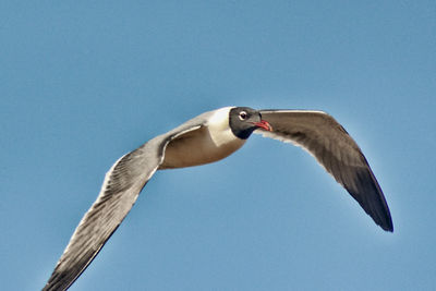 Low angle view of bird flying against clear blue sky