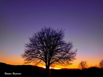 Silhouette of bare trees at sunset