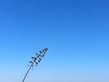 Low angle view of plant against clear blue sky