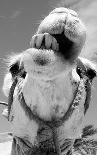 Smiling dromedary in the dubai desert, uae. 