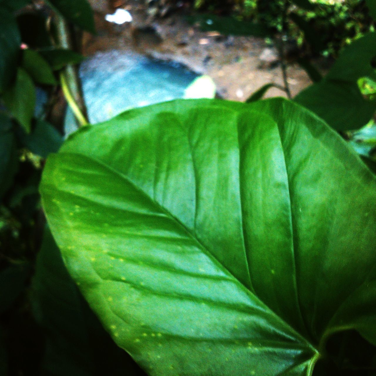 leaf, green color, close-up, growth, focus on foreground, plant, nature, leaf vein, freshness, green, beauty in nature, selective focus, day, natural pattern, outdoors, no people, leaves, fragility, sunlight, growing