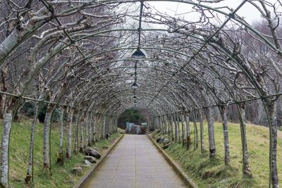 Road amidst bare trees