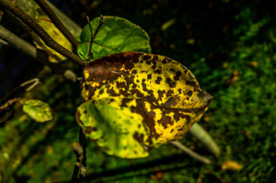 Close-up of butterfly on yellow leaf