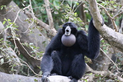 Low angle view of chimpanzee sitting on tree branch