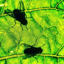 High angle view of insect on leaf