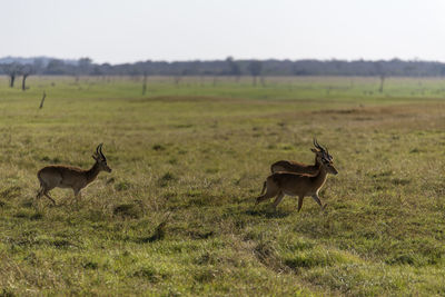 Impalas in a field