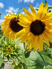 Close-up of sunflower blooming in field against sky