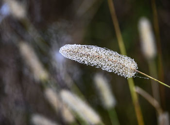 Close-up of frozen plant on land