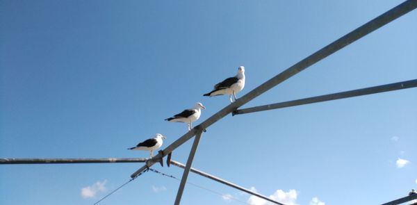 Low angle view of birds perching on cable against sky