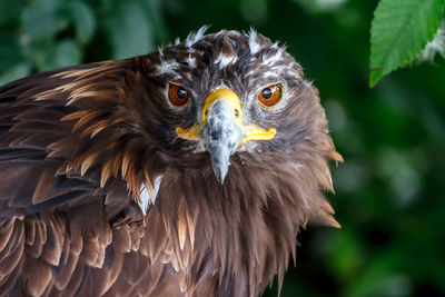 Close-up of eagle