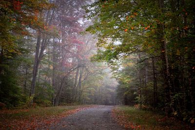 Road amidst trees in forest during autumn