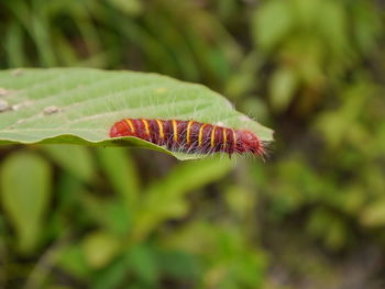 Close-up of butterfly on leaf