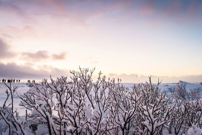 Snow covered plants against sky during sunset