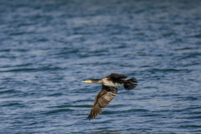 Bird flying over sea