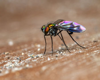 Macro shot of fly on leaf