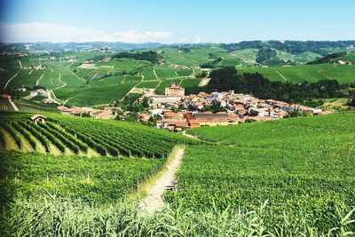 Scenic view of agricultural landscape