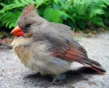 Close-up of bird perching outdoors