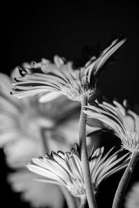 Close-up of wilted flower against black background