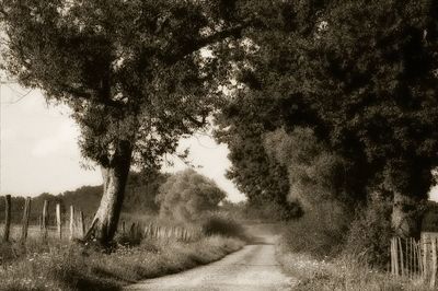 Dirt road passing through forest