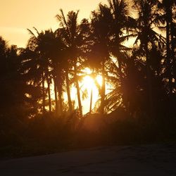 Sun shining through trees