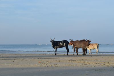 Cows at beach against sky