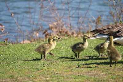 Flock of birds on grass