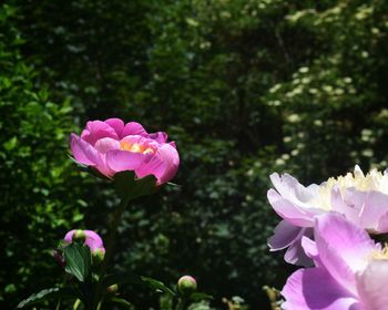 Close-up of pink rose