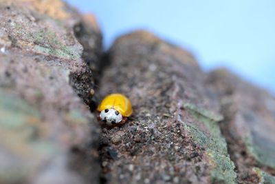 Close-up of insect on rock