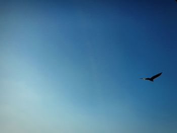 Low angle view of bird flying against clear blue sky