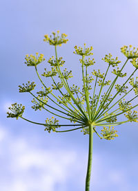 Low angle view of flowering plant against blue sky