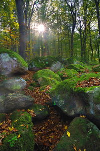 Trees in forest during autumn
