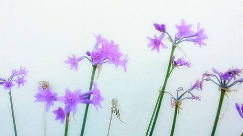 Close-up of pink flowers