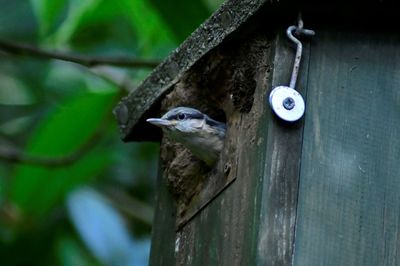 Close-up of bird perching on wooden post