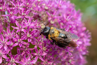 Close-up of bee on purple flower