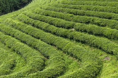 Green tea growing on field