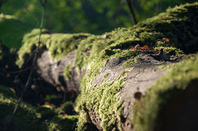 Close-up of moss growing on tree trunk