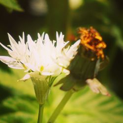 Close-up of honey bee on flower