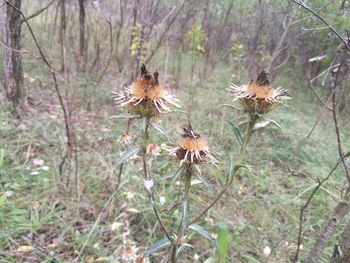 Close-up of thistle flowers