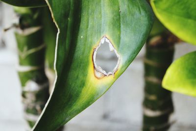 Close-up of green leaf on plant