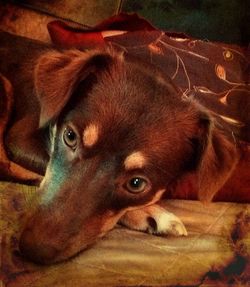 Close-up portrait of a dog resting