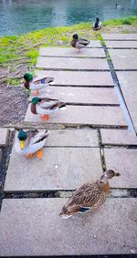 High angle view of birds perching on water