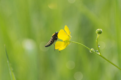 Close-up of insect on yellow flower